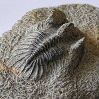 /album/kepgaleria-fenykepgaleria2/trilobita-comura-bultyncki-1-2-jpg/